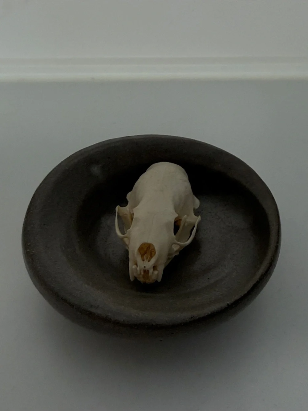 Decorative Ceramic Dish in Gray with Natural Skull Accent
